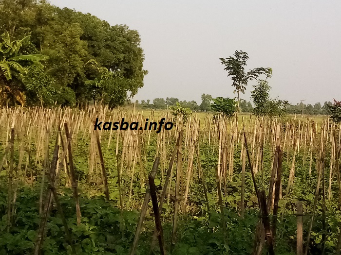 আমখার কৃষি জমি_kasba_info (10)