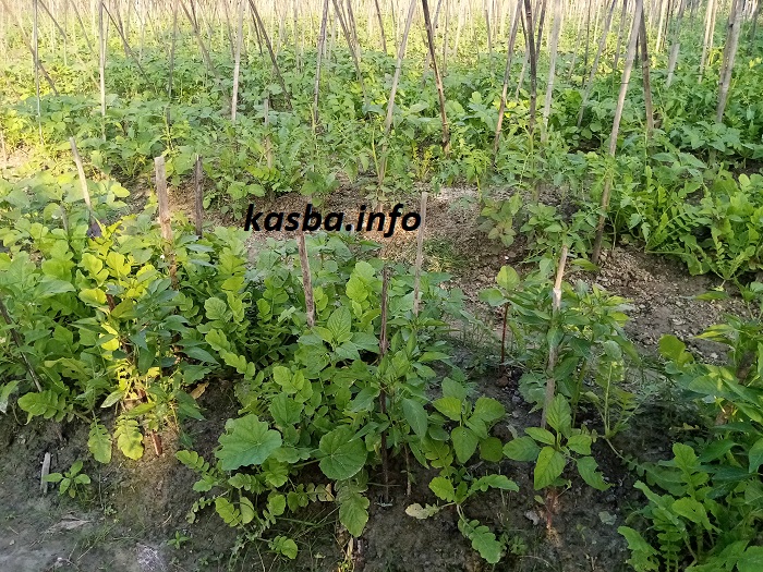 আমখার কৃষি জমি_kasba_info (12)