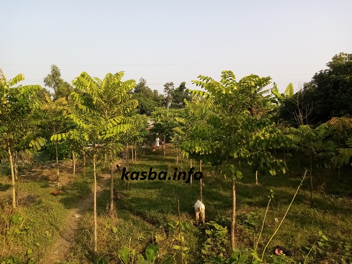 আমখার_kasba_info (7)